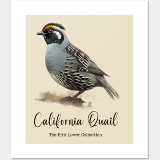 California Quail - The Bird Lover Collection Posters and Art